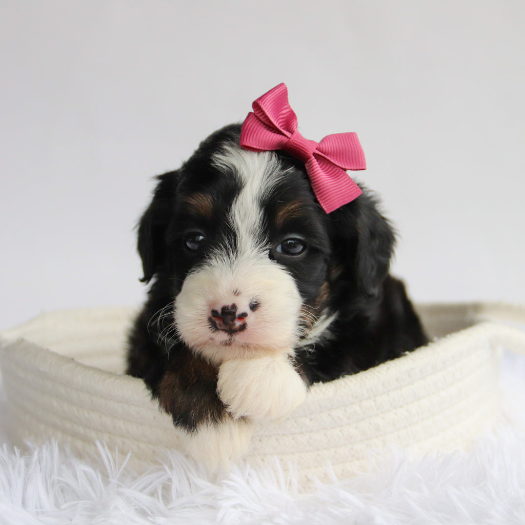 Peggie - Available 9/24