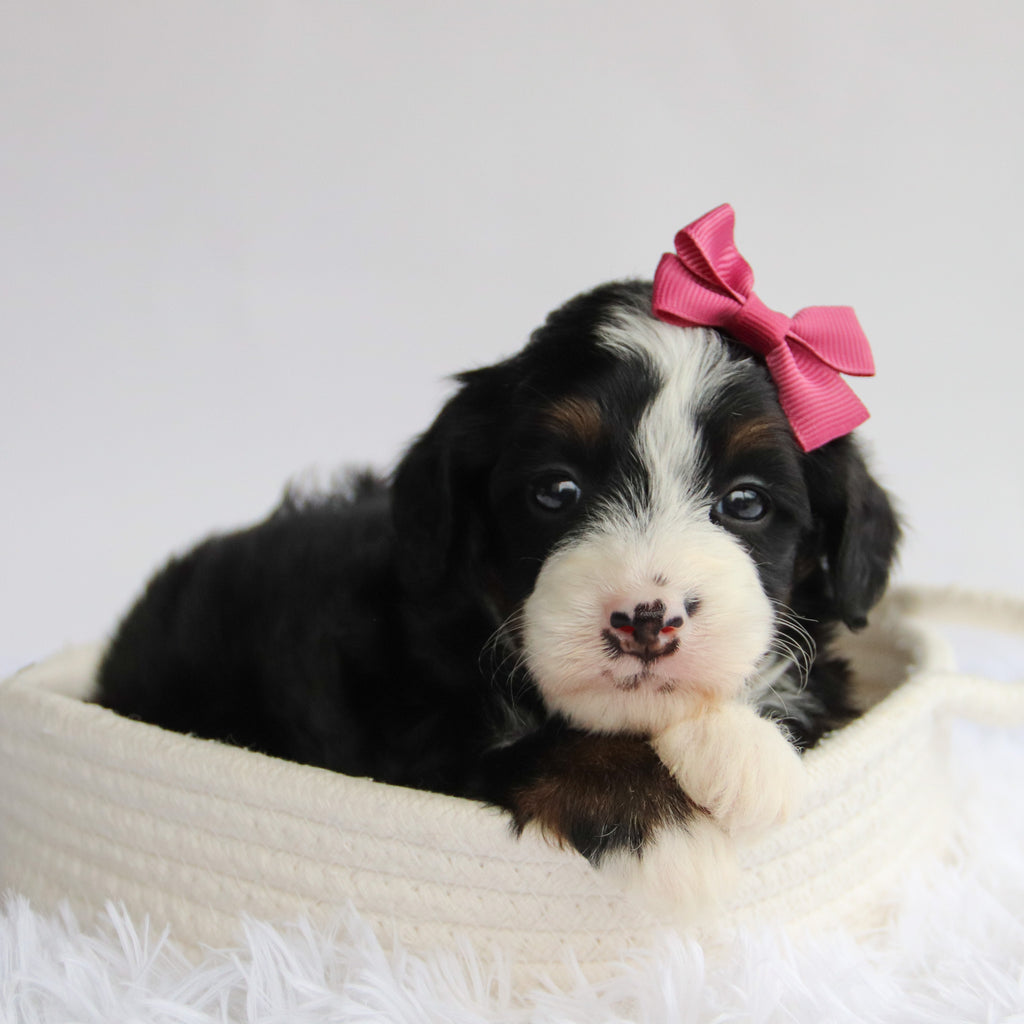 Peggie - Available 9/24