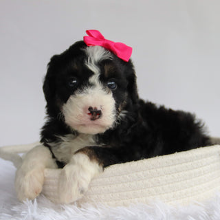 Sierra - Available 9/24