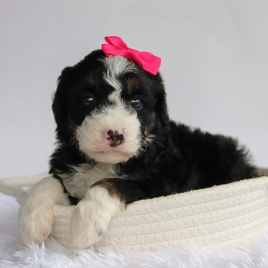 Sierra - Available 9/24