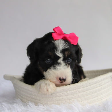 Sierra - Available 9/24