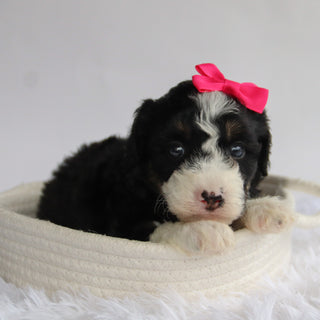 Sierra - Available 9/24