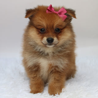 Shelby - Available 10/7