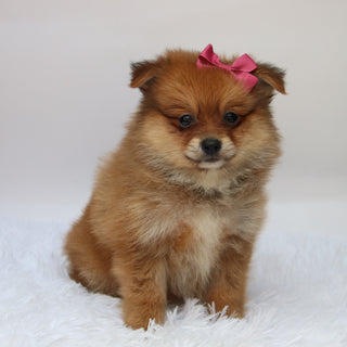 Shelby - Available 10/7