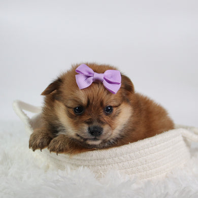 Shelby - Available 10/7