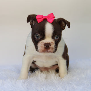Tillie - Available 10/15