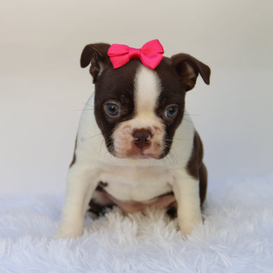 Tillie - Available 10/15
