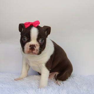 Tillie - Available 10/15