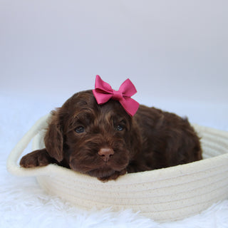 Jillian - Available 10/29