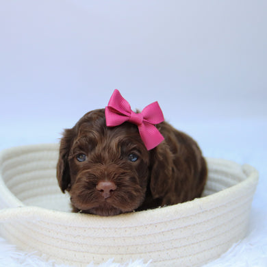 Jillian - Available 10/29