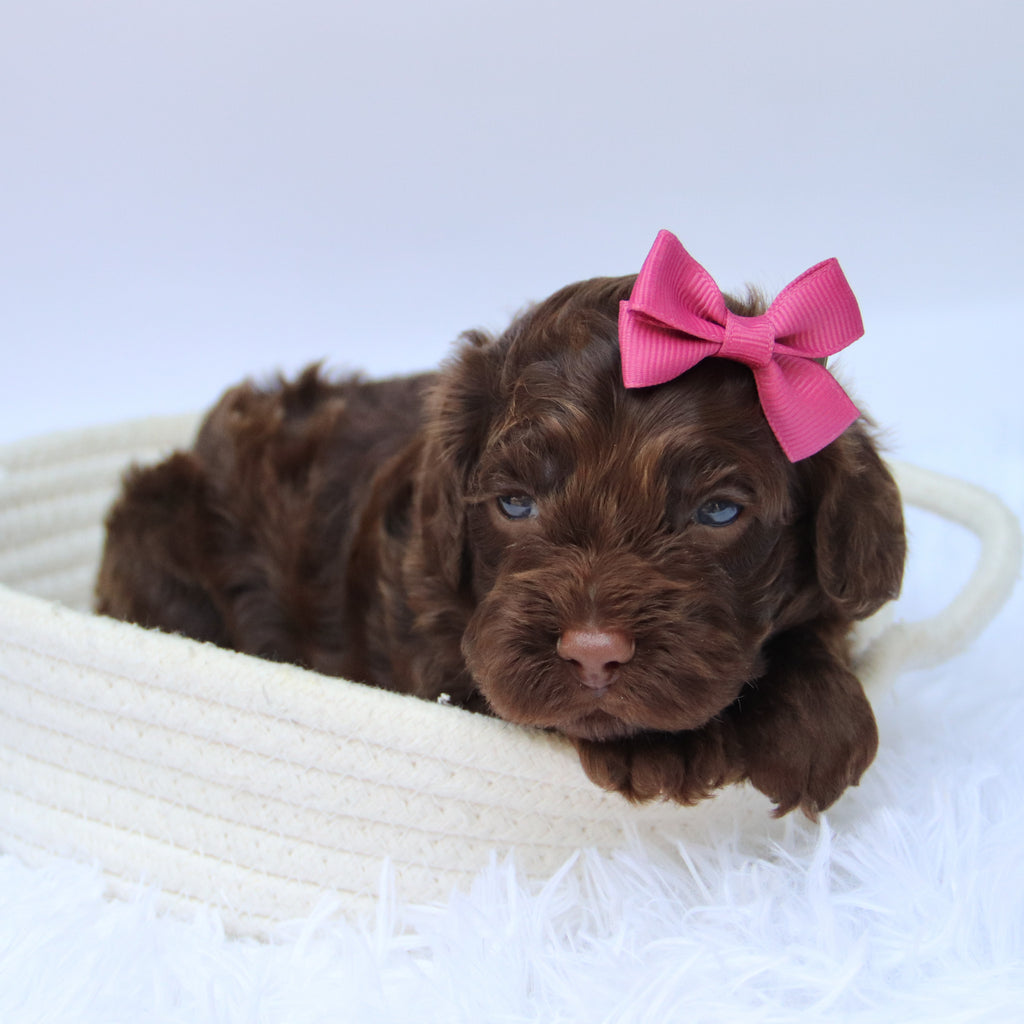 Jillian - Available 10/29