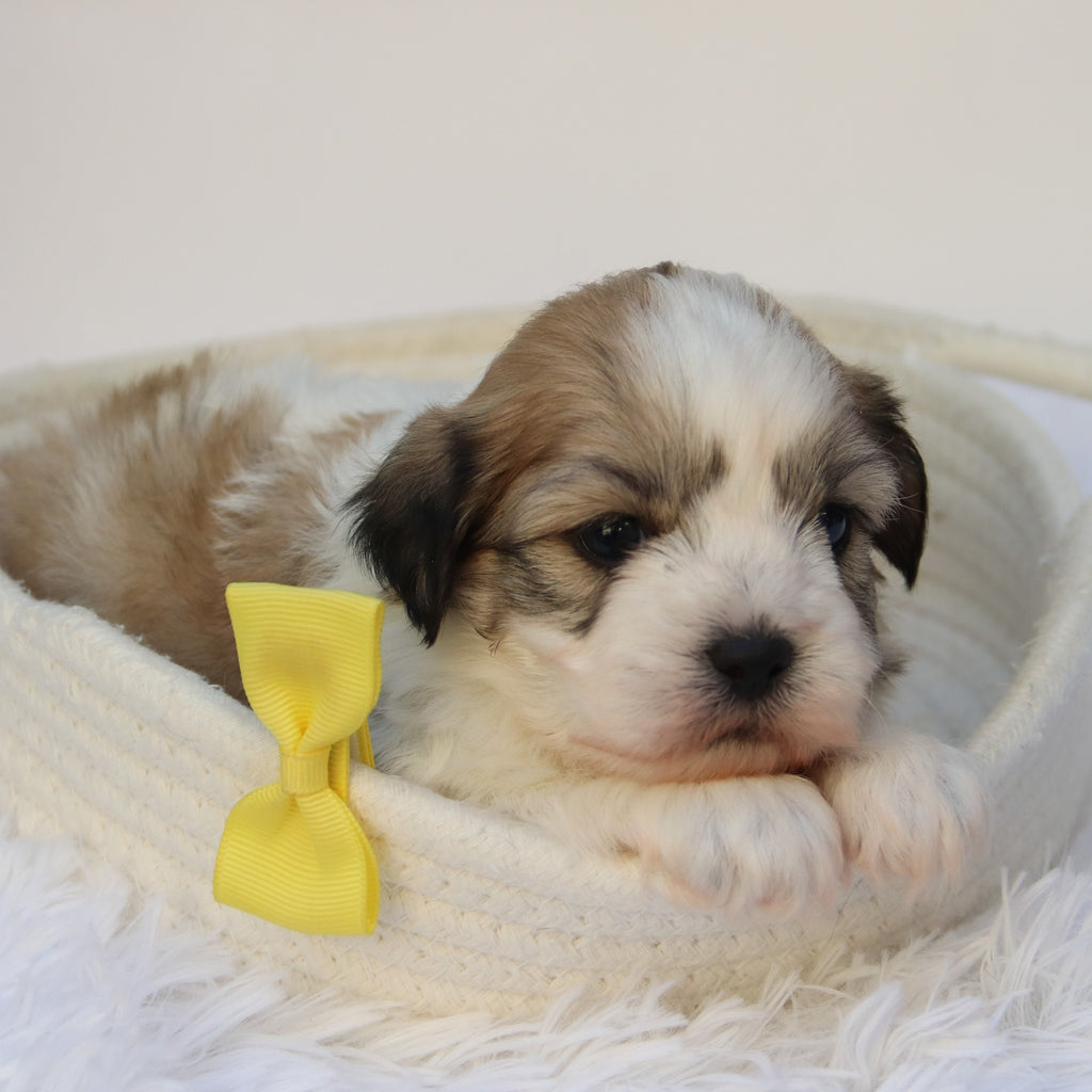 Randy - Available 11/5