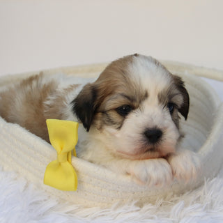 Randy - Available 11/5