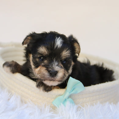 Dustin - Available 11/5