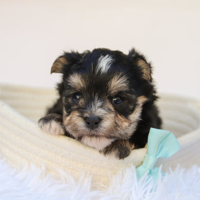 Dustin - Available 11/5