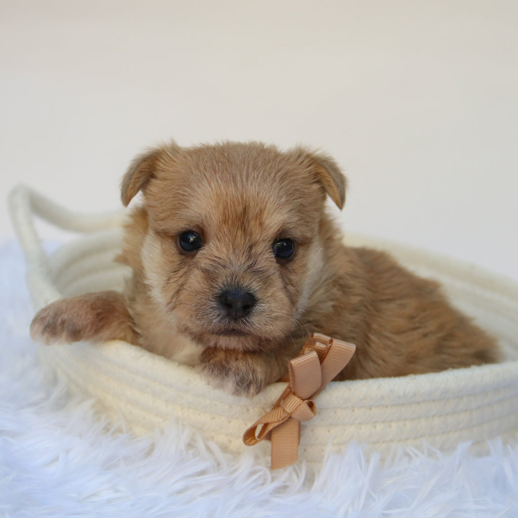 Duke - Available 11/5