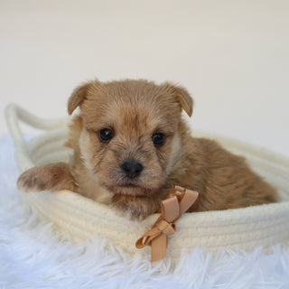 Duke - Available 11/5