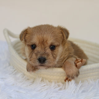 Duke - Available 11/5