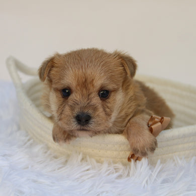 Duke - Available 11/5