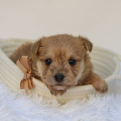Duke - Available 11/5