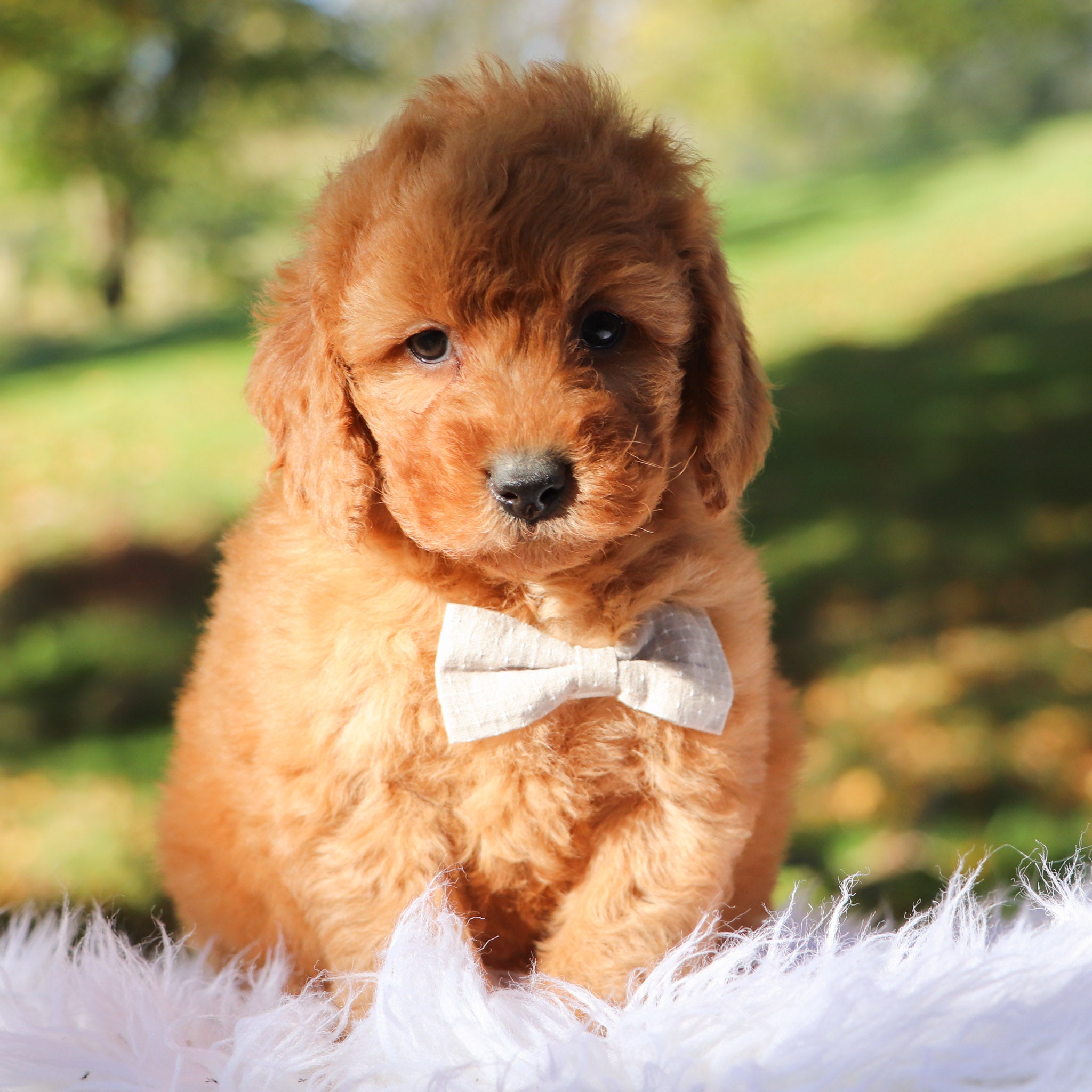 Rio All Puppies for sale Happytail Puppies