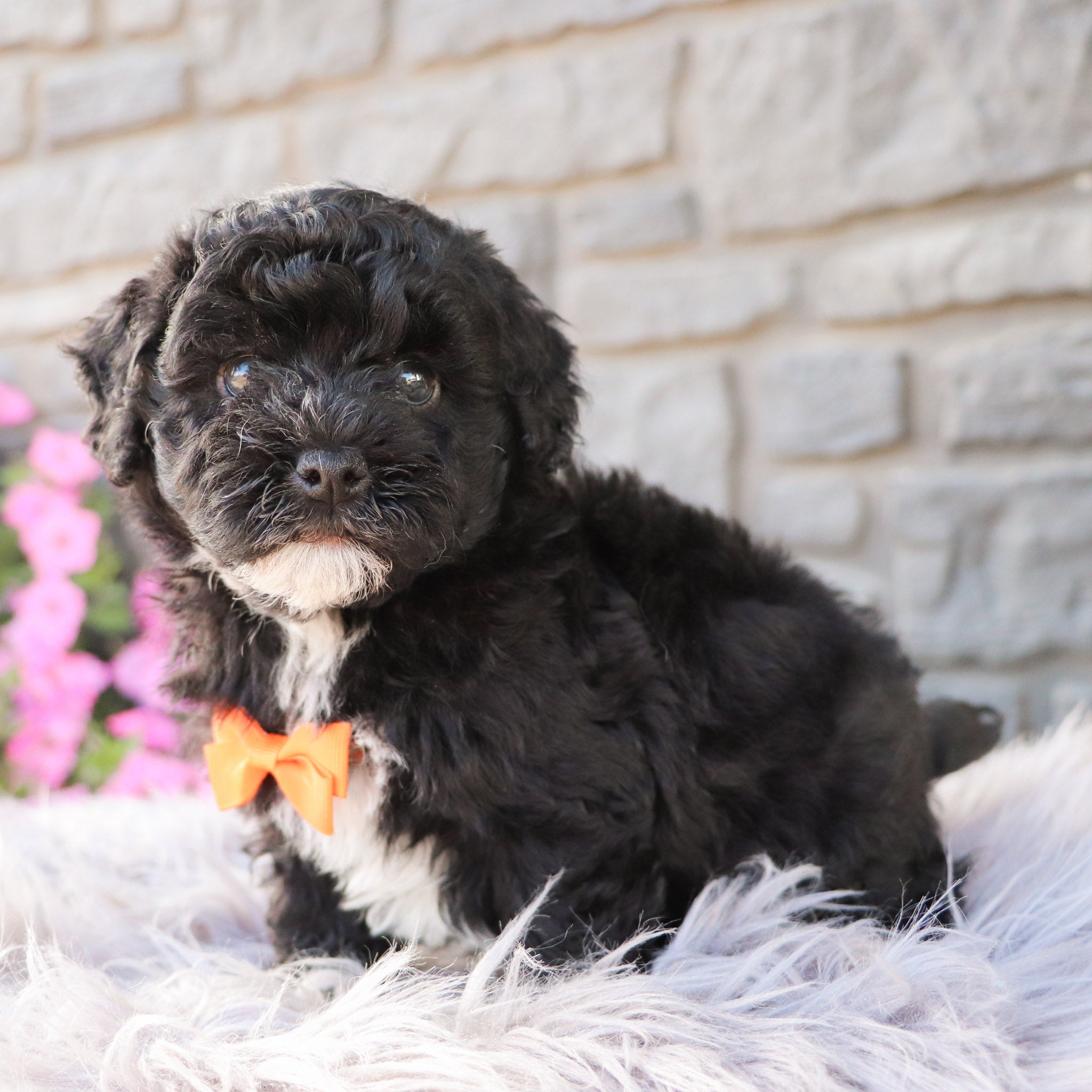 Juniper All Puppies for sale Happytail Puppies