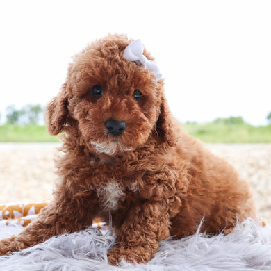 micro teacup poodle puppies