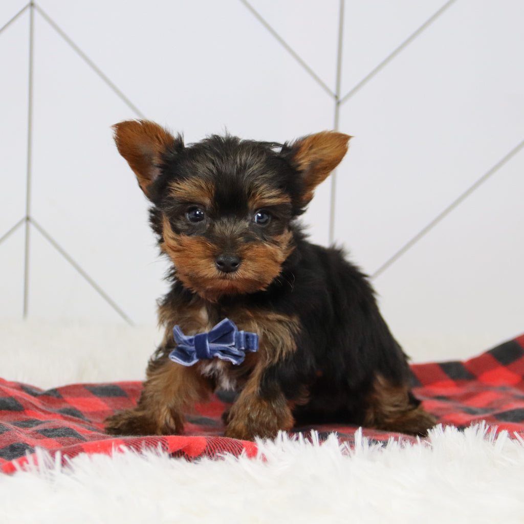 Sawyer - Available 12/17