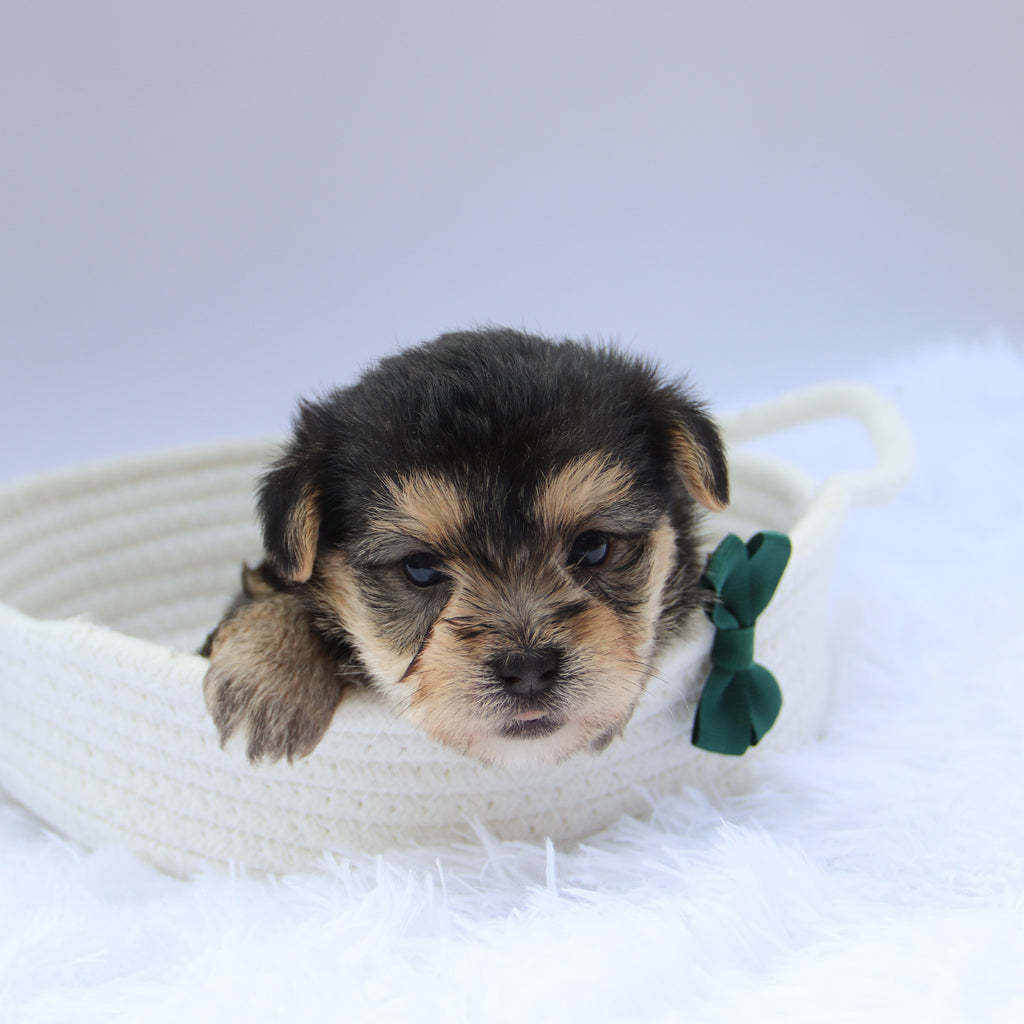 Toby - Available 8/13