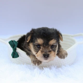 Toby - Available 8/13