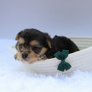 Toby - Available 8/13