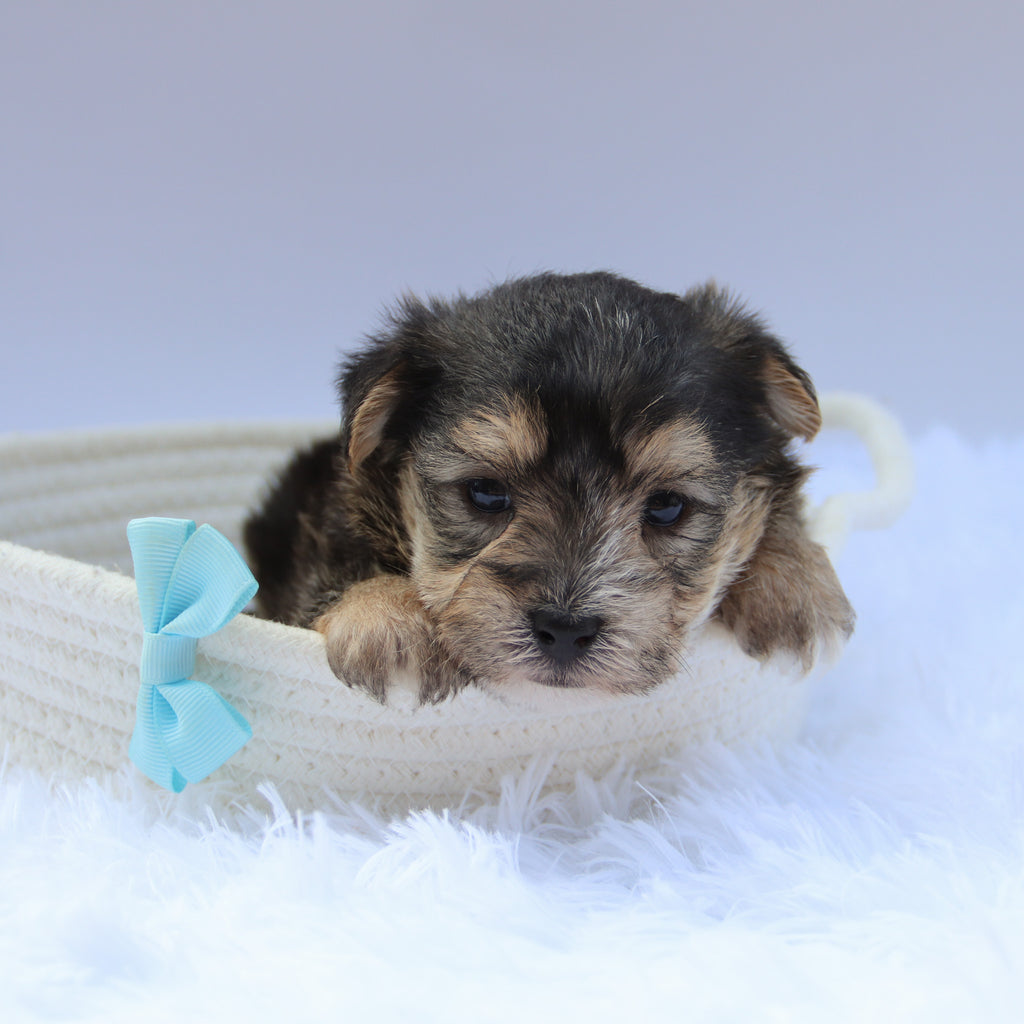 Marlowe - Available Now