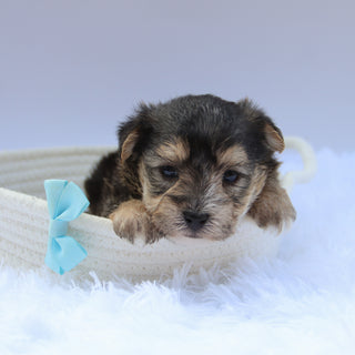 Marlowe - Available Now