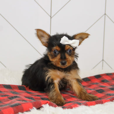 Trudy - Available 12/17