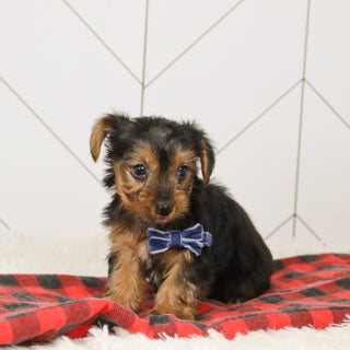 Tegan - Available 12/17