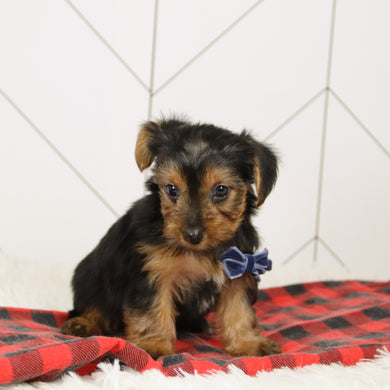 Tegan - Available 12/17