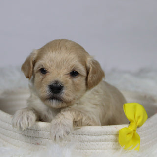 Aaron - Available 12/3