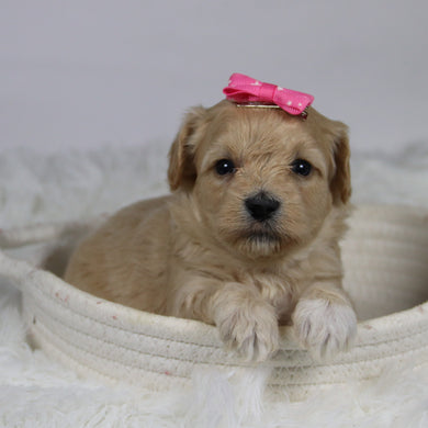 Koala - Available 12/3