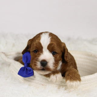 Abraham - Available 12/3