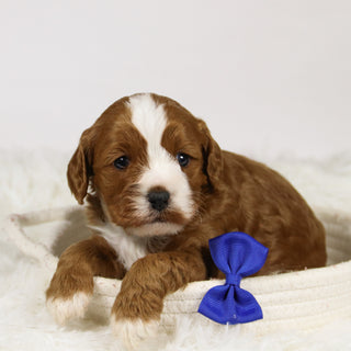 Abraham - Available 12/3