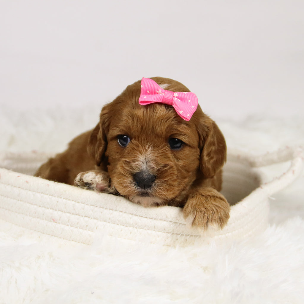 Ballari - Available 12/3