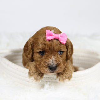 Ballari - Available 12/3