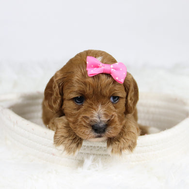 Ballari - Available 12/3