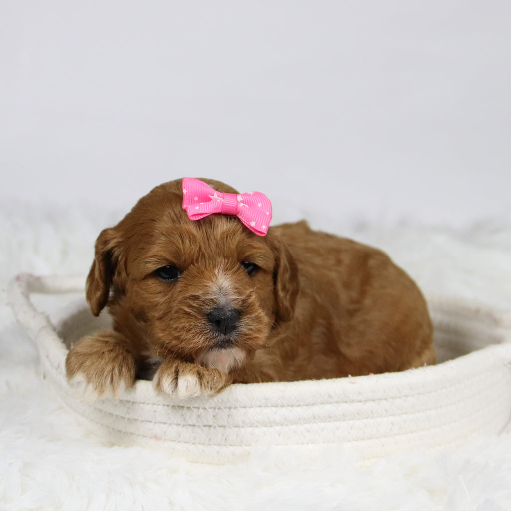 Ballari - Available 12/3