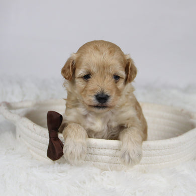 Abner - Available 12/3