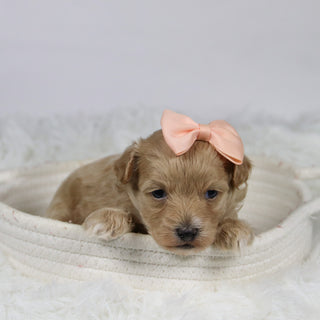 Baina - Available 12/3