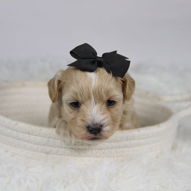 Baka - Available 12/3