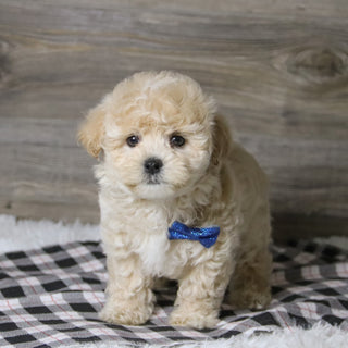 Banjo - Available 12/10