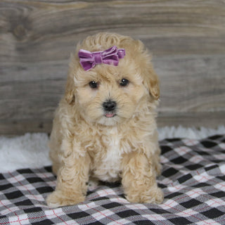 Carol - Available 12/10