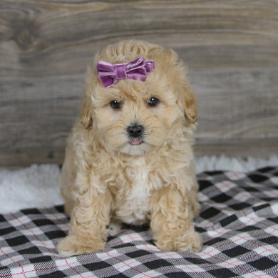 Carol - Available 12/10